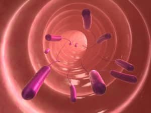 gut microbes and bacteria