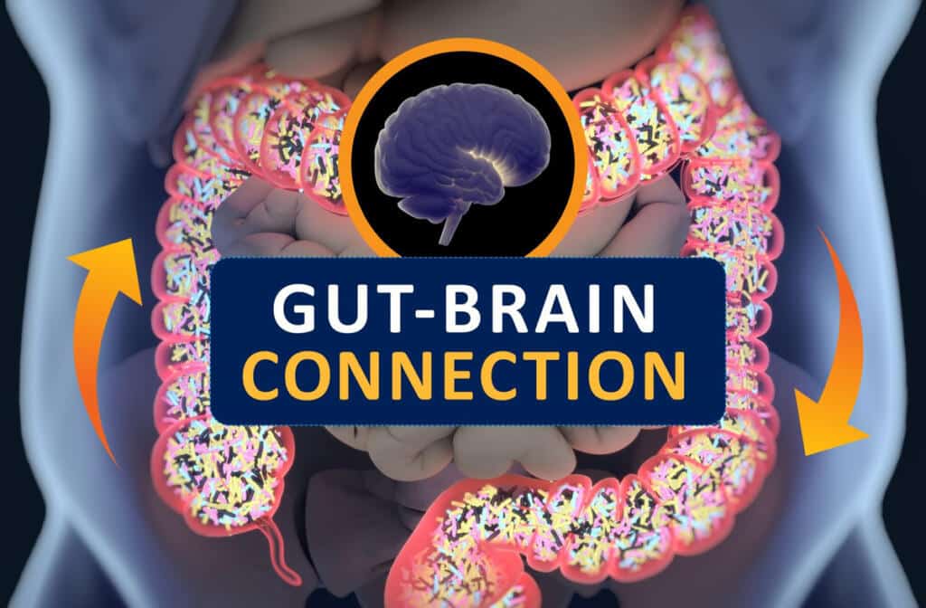 gut-brain connection